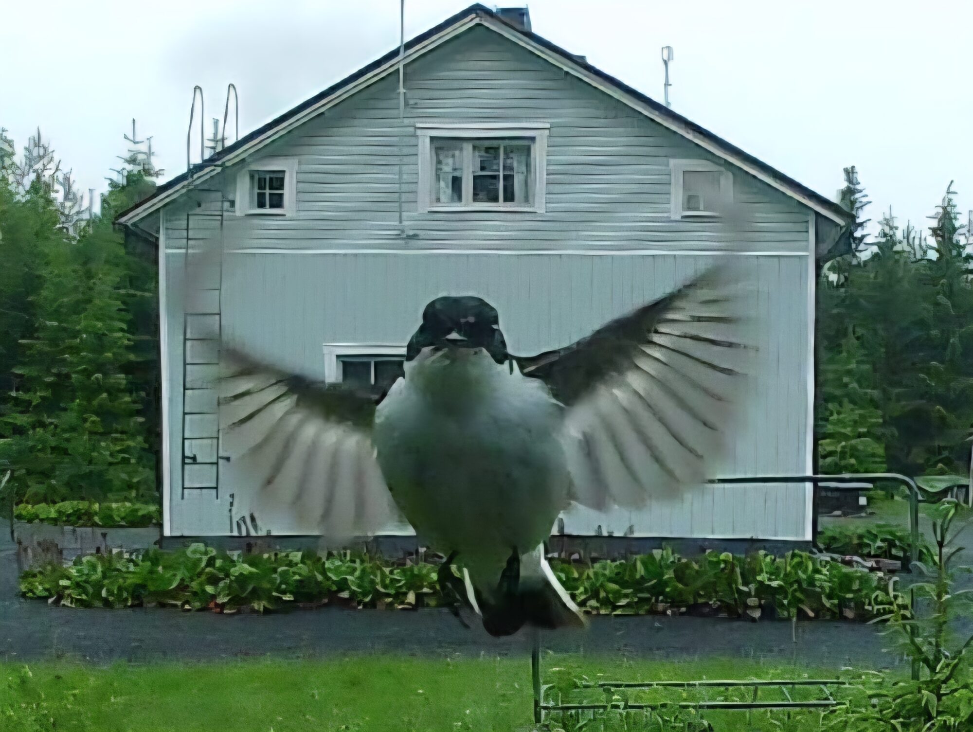 Valokuvaaja: Matti Linjala