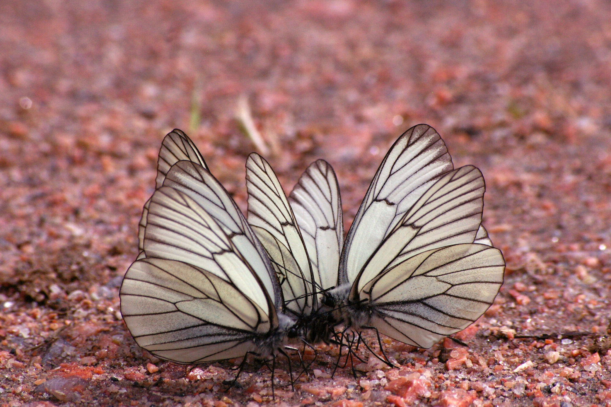 Valokuvaaja: Tarja Kojo