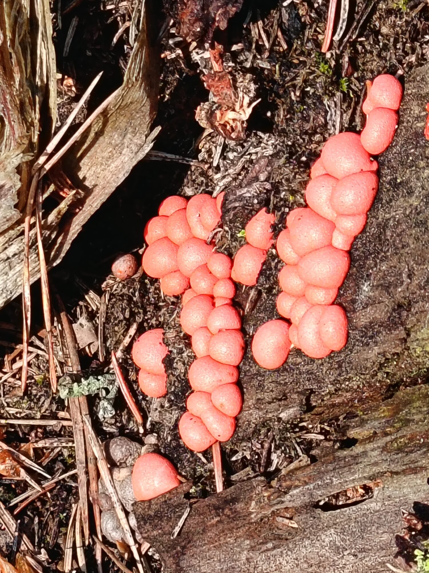 Valokuvaaja: Sanna Koski