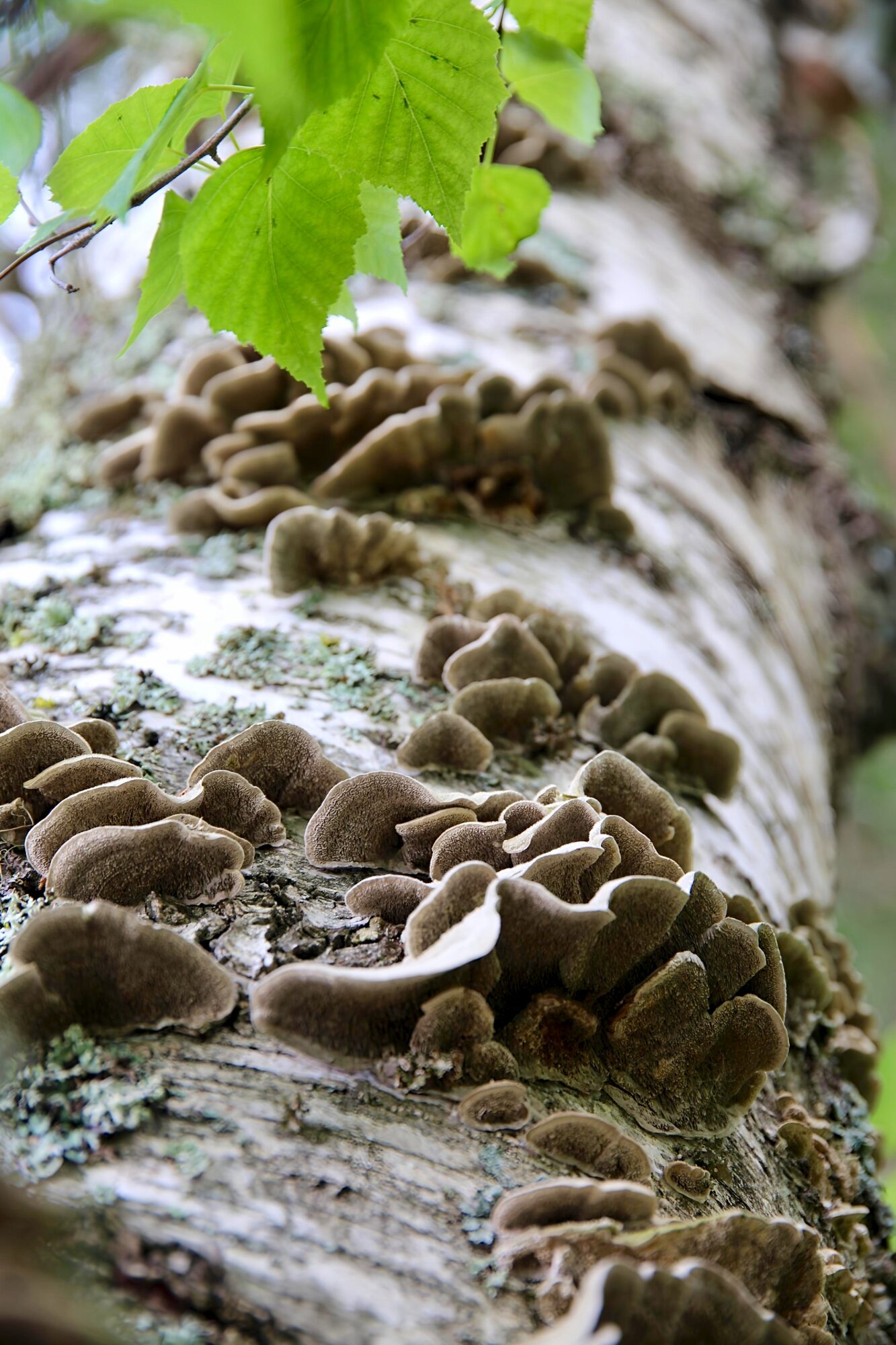 Valokuvaaja: Minni Maria Ahonen