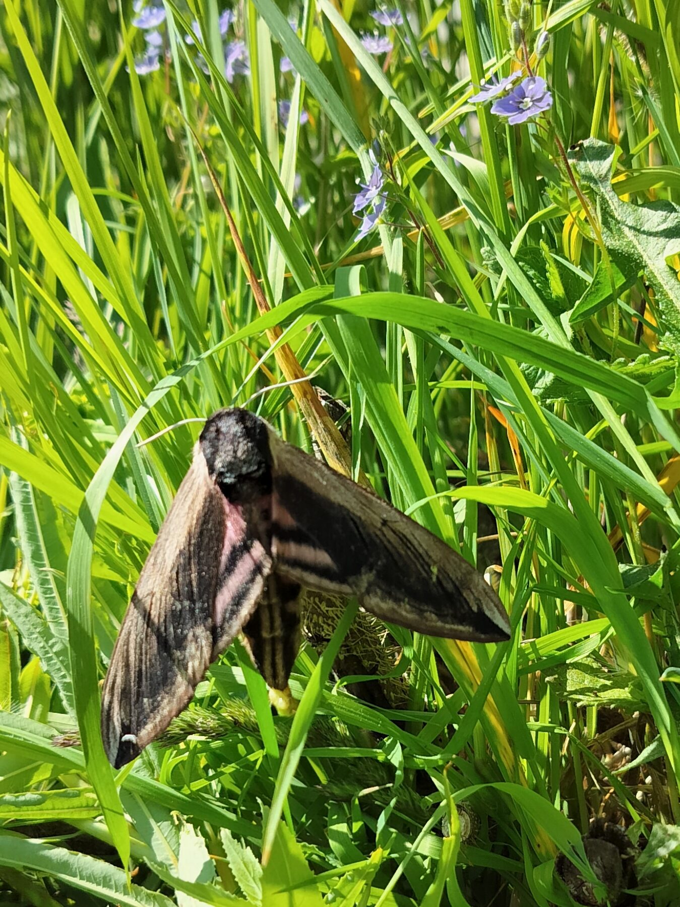 Valokuvaaja: Virpi Majoinen Valokuvaaja: Virpi Majoinen