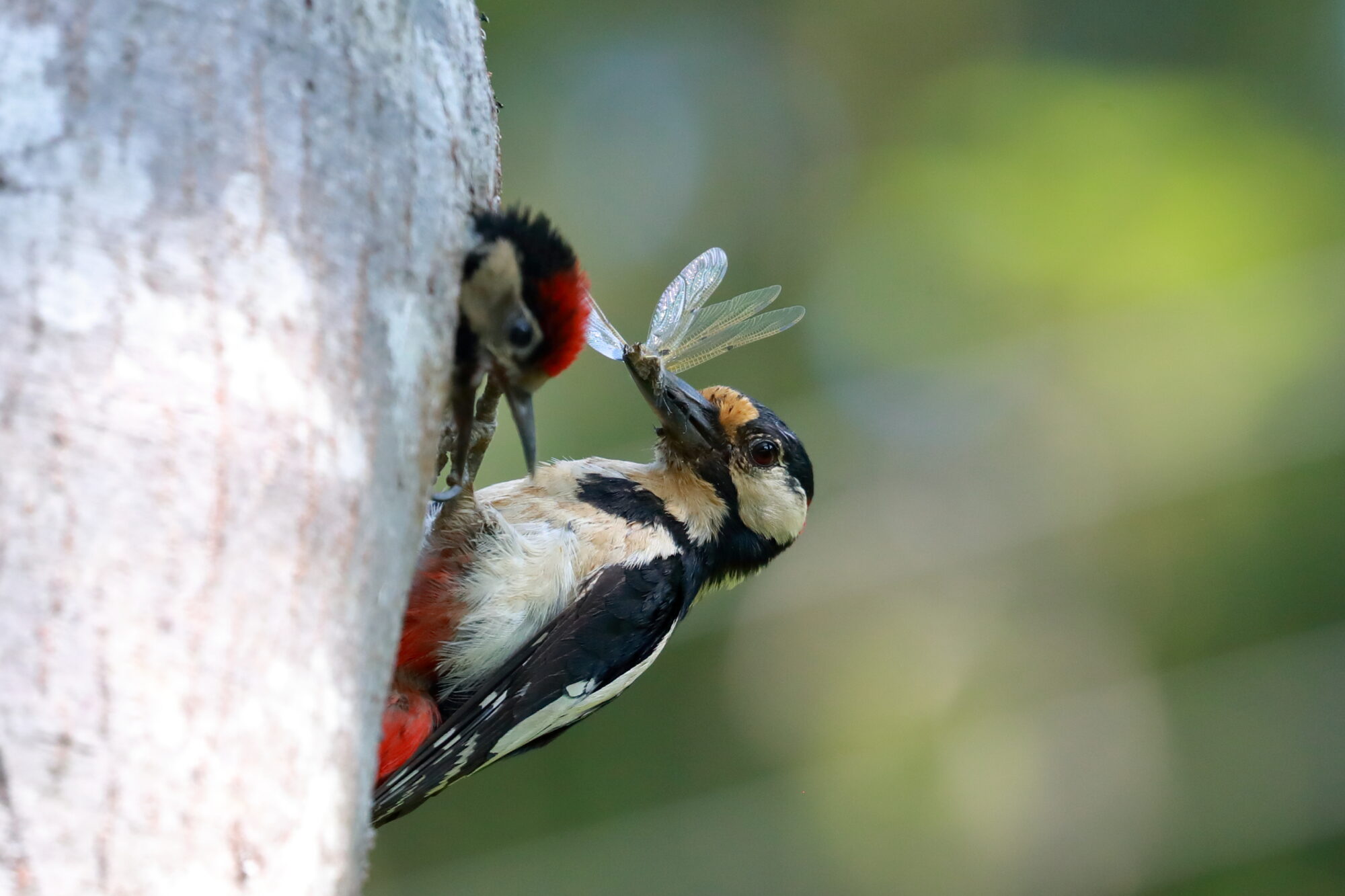 Valokuvaaja: Lasse Kokko