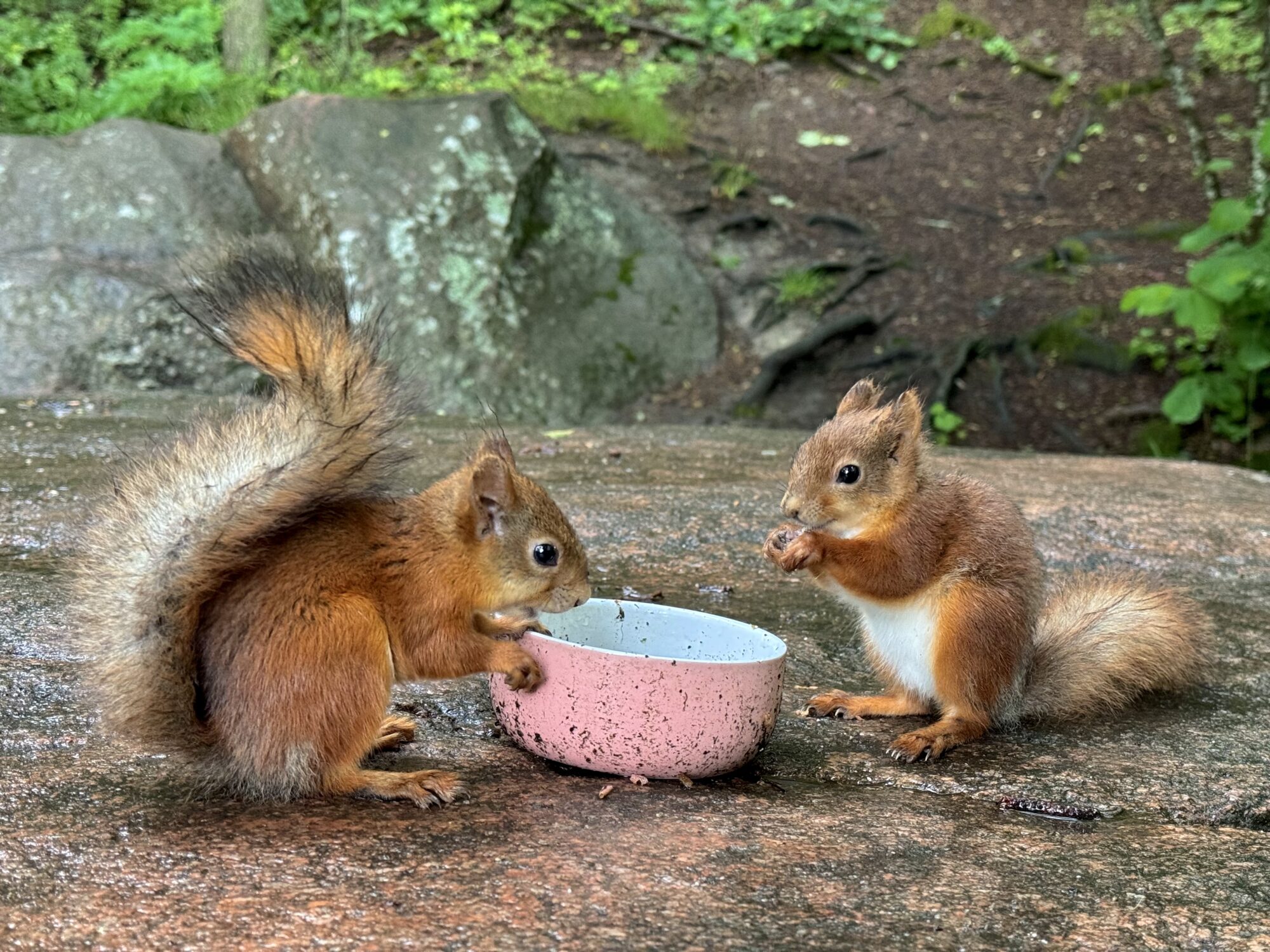 Valokuvaaja: Juhani Peltonen Valokuvaaja: Juhani Peltonen