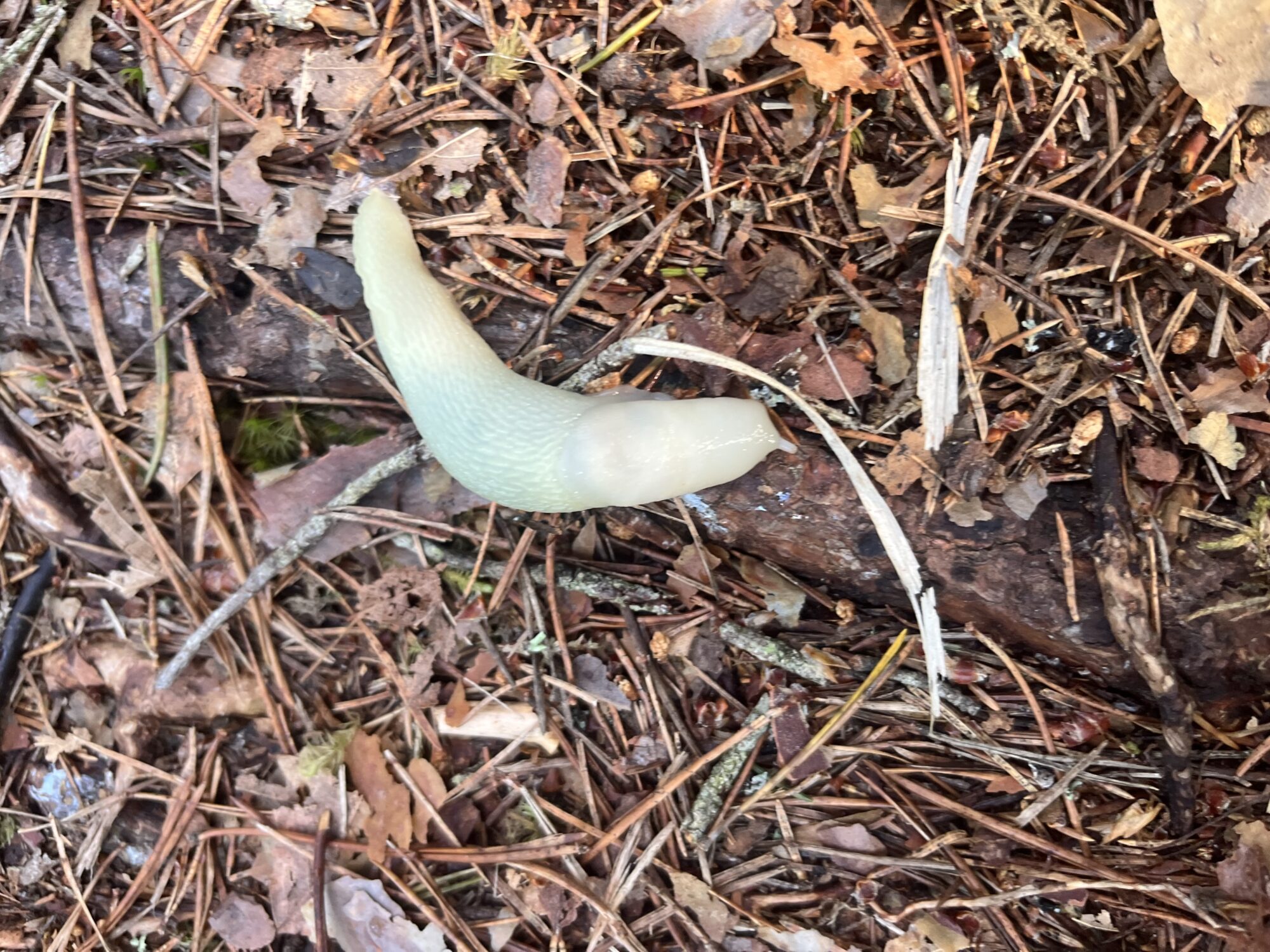 Valokuvaaja: Enni Viljamaa