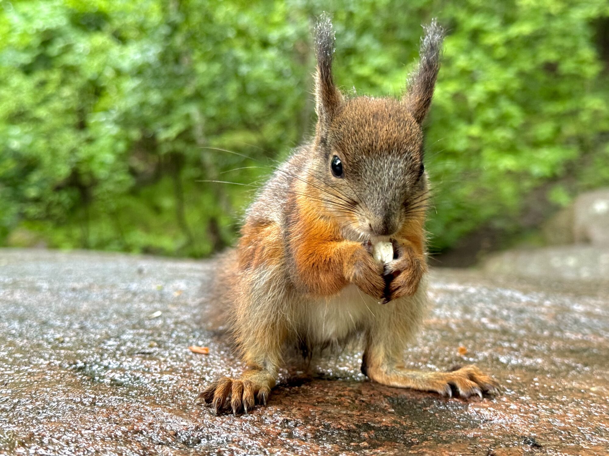 Valokuvaaja: Juhani Peltonen Valokuvaaja: Juhani Peltonen