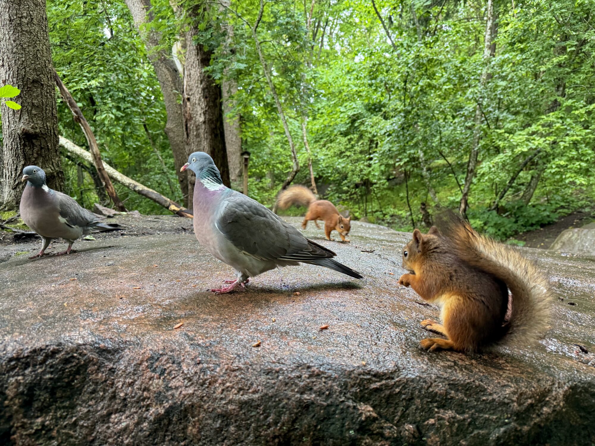 Valokuvaaja: Juhani Peltonen Valokuvaaja: Juhani Peltonen