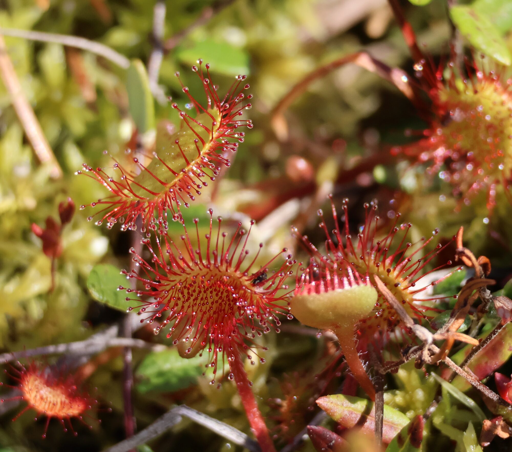 Valokuvaaja: Hanna Rönty