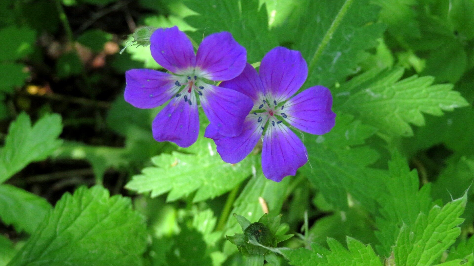 Valokuvaaja: Risto Kangassalo