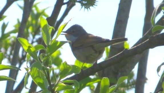 Valokuvaaja: Risto Kangassalo