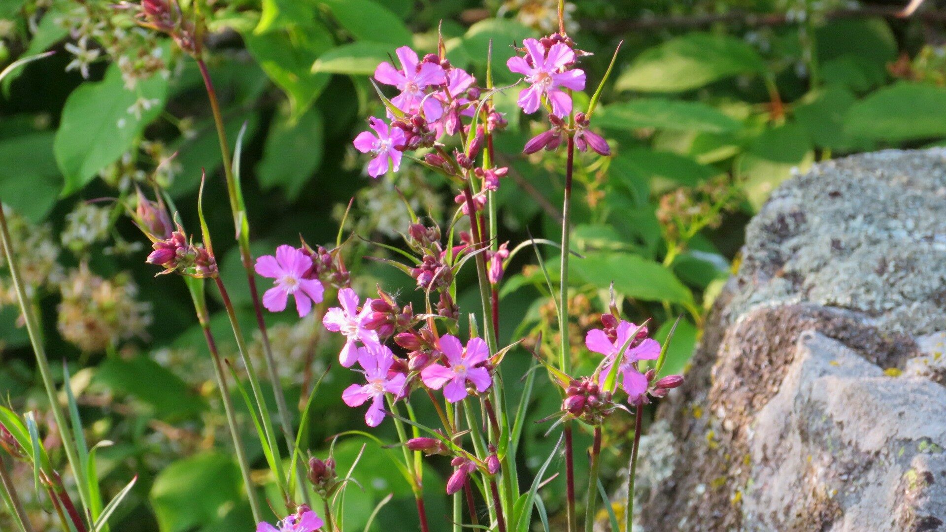 Valokuvaaja: Risto Kangassalo
