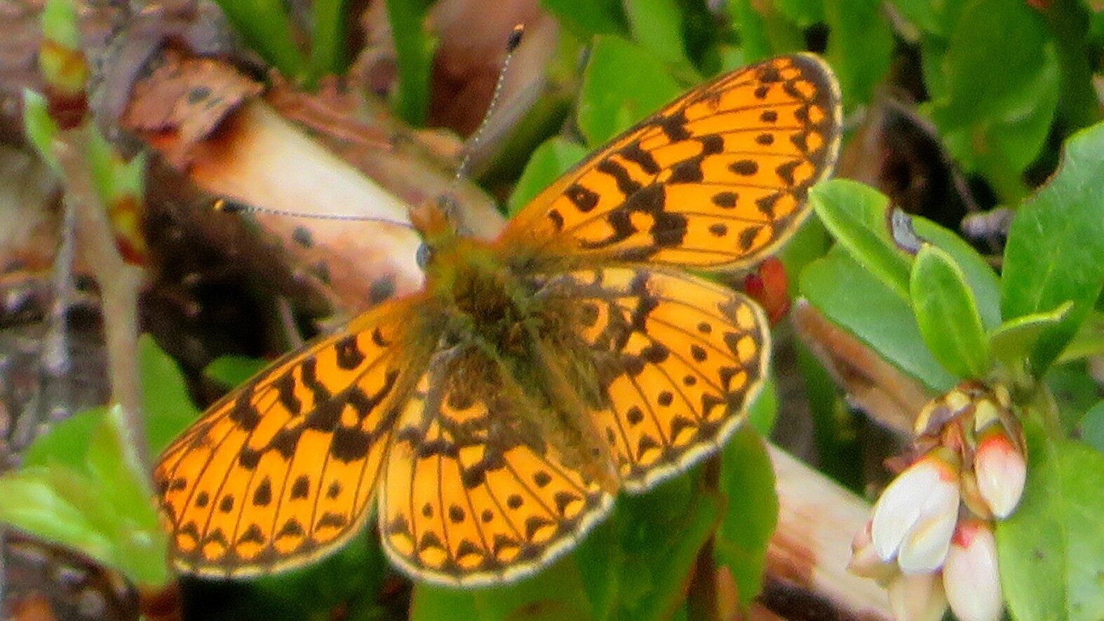 Valokuvaaja: Risto Kangassalo Valokuvaaja: Risto Kangassalo