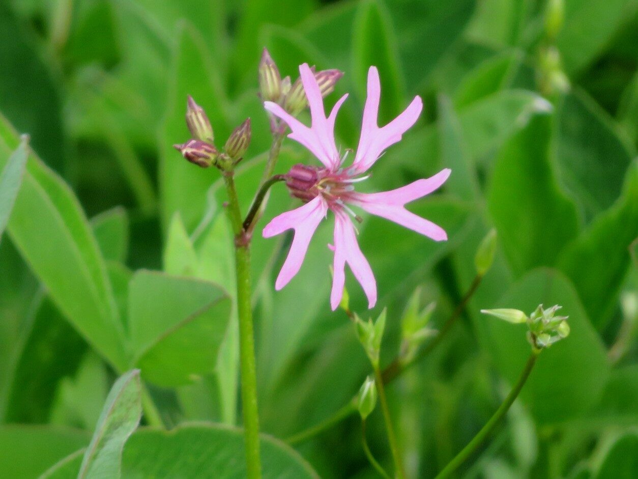 Valokuvaaja: Risto Kangassalo