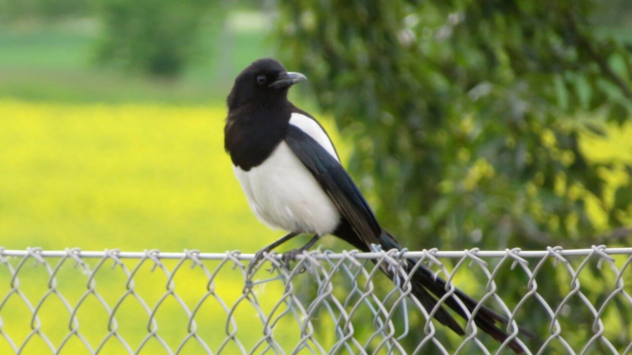 Valokuvaaja: Risto Kangassalo