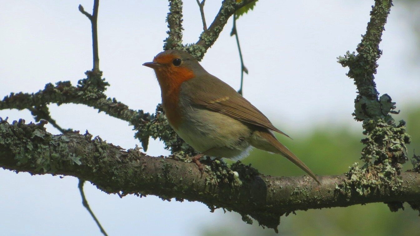 Valokuvaaja: Risto Kangassalo