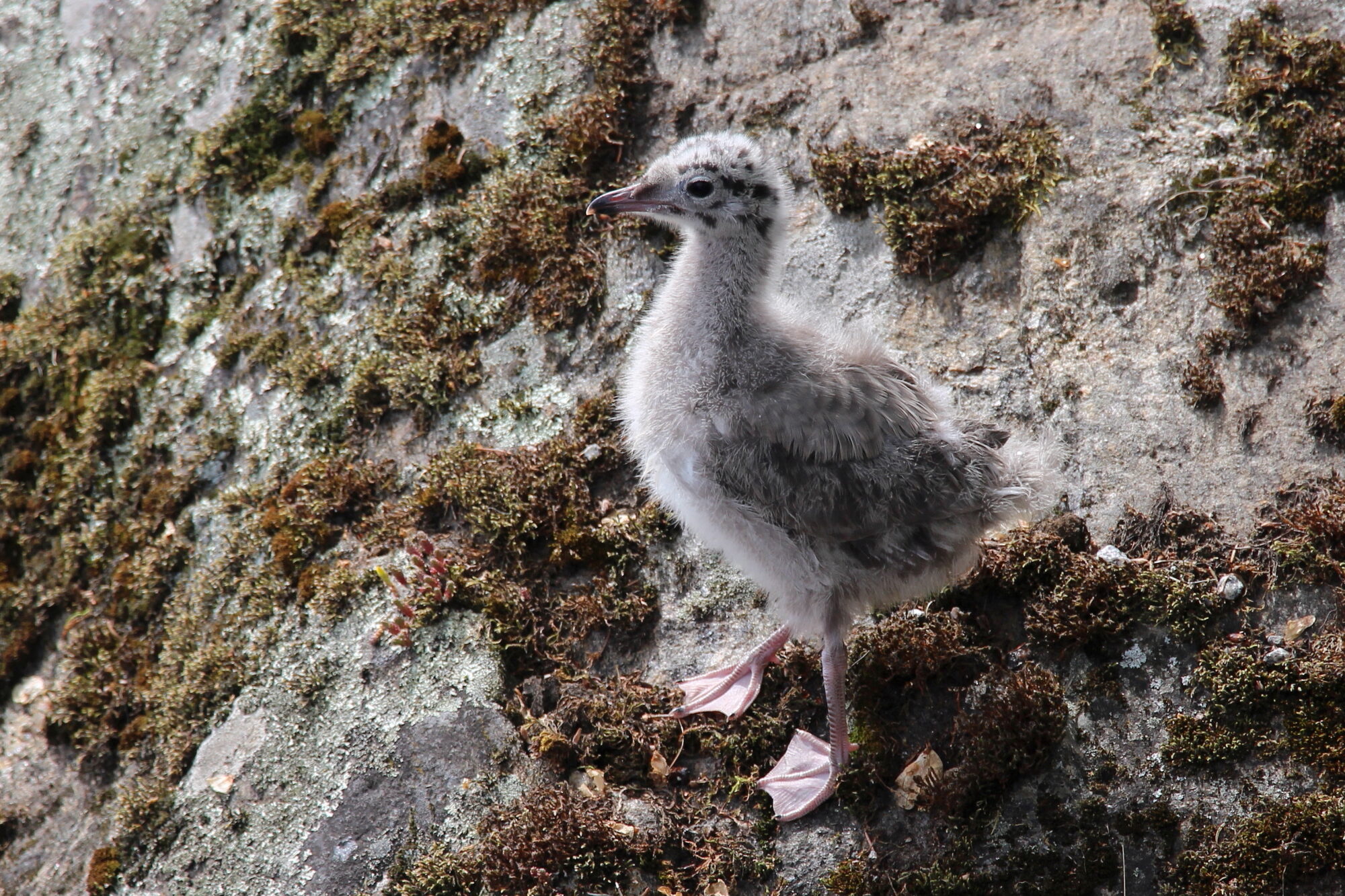 Valokuvaaja: Kirsi-Marja Joenpolvi Valokuvaaja: Kirsi-Marja Joenpolvi