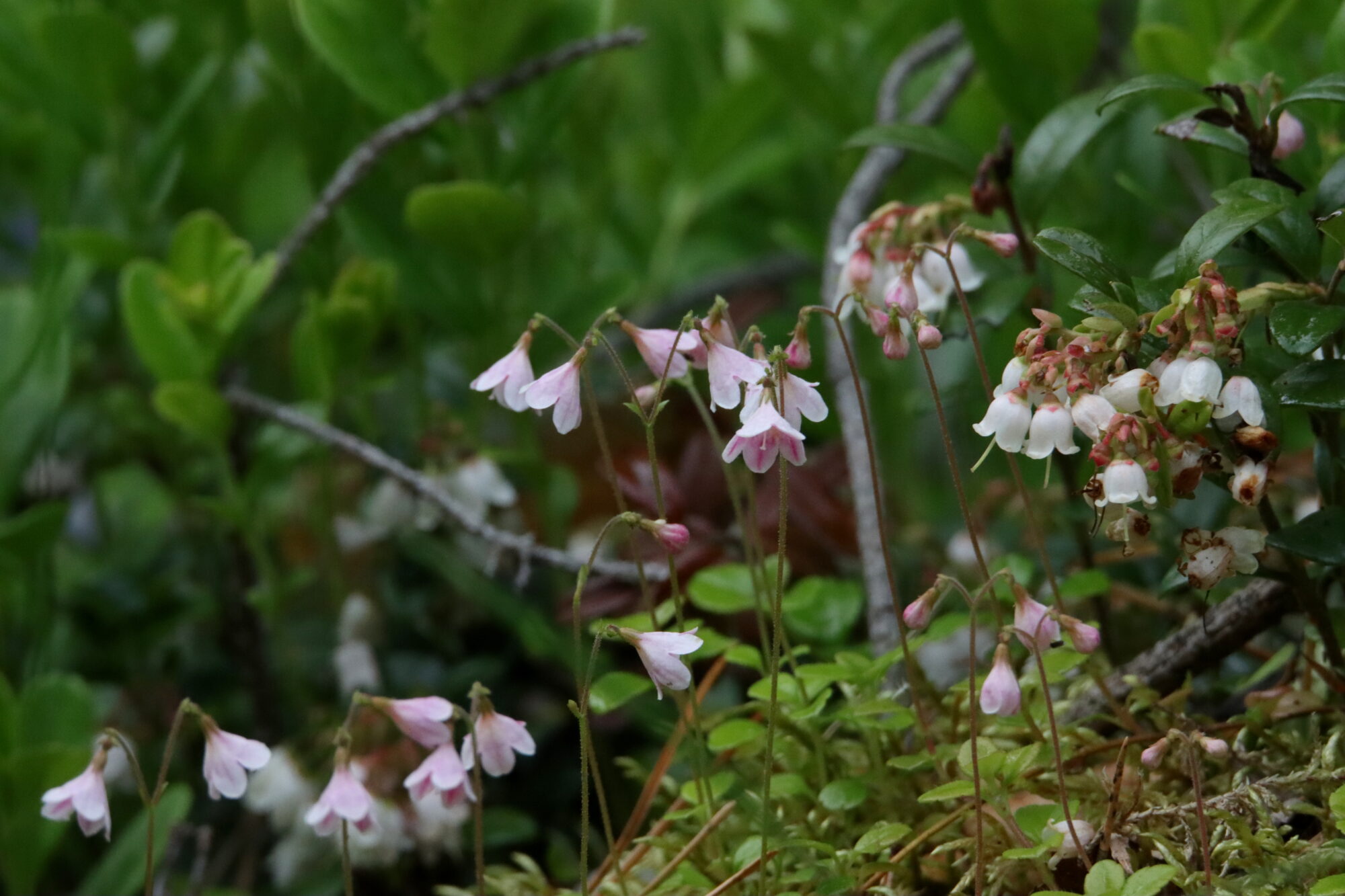 Valokuvaaja: Irja Lehtinen
