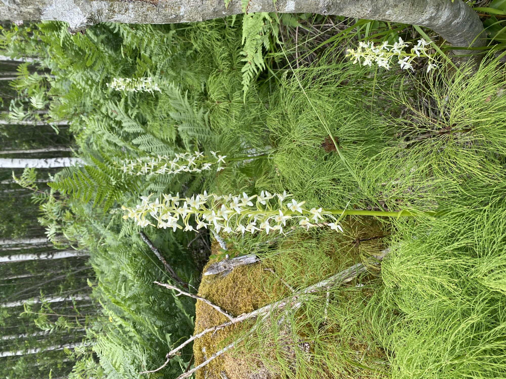 Valokuvaaja: Erja Mäntysalo