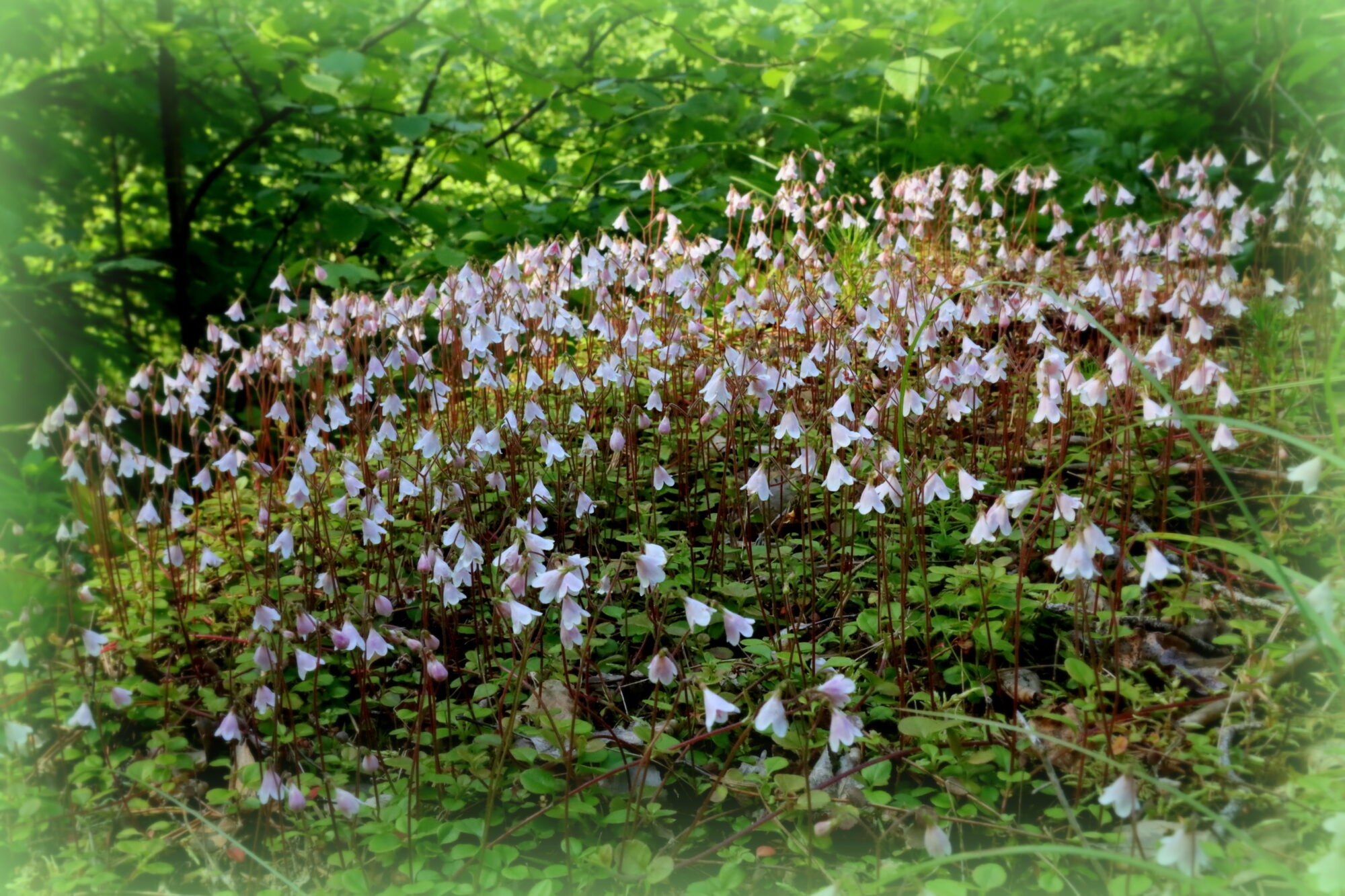 Valokuvaaja: Irja Lehtinen Valokuvaaja: Irja Lehtinen