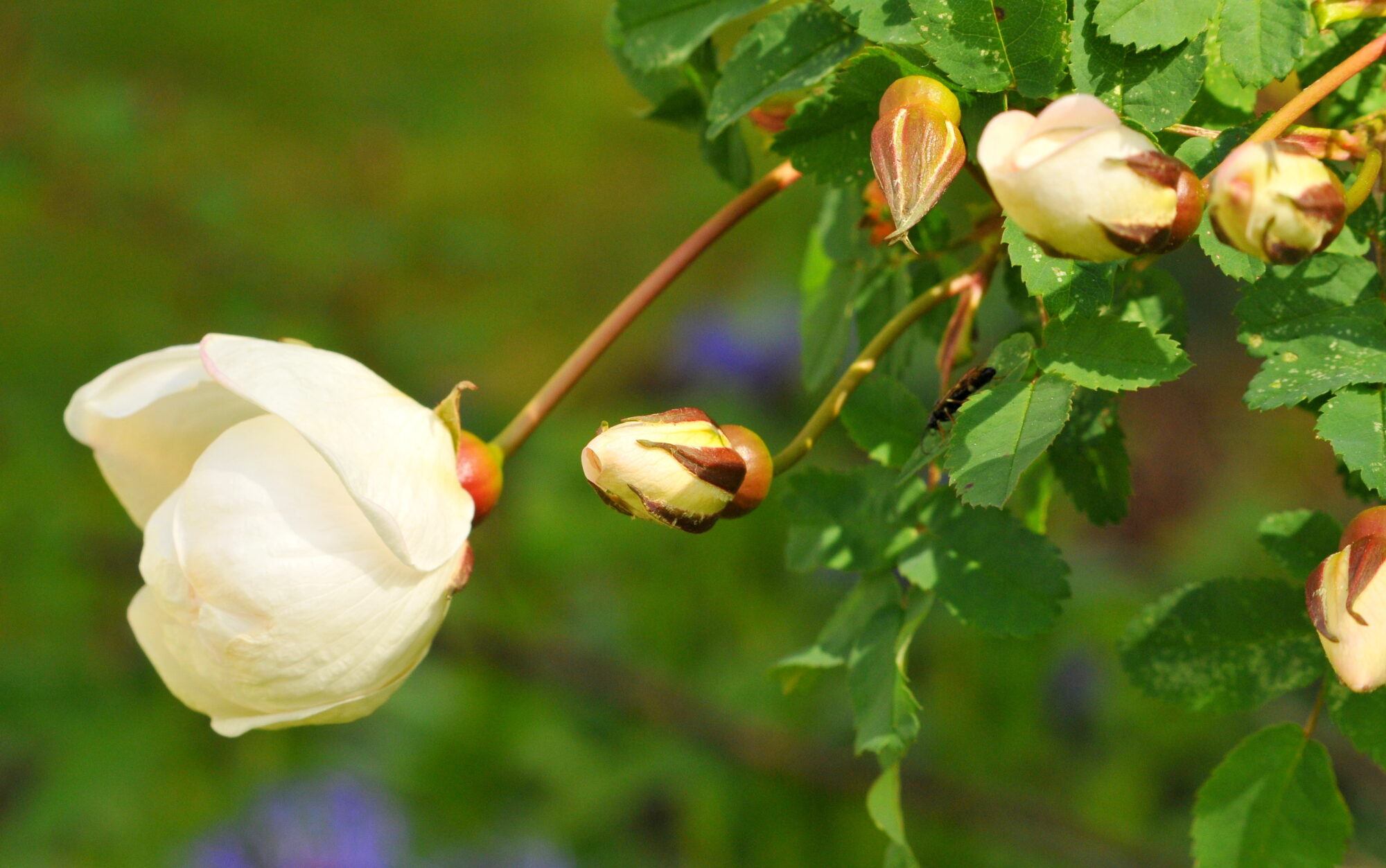 Valokuvaaja: Kaarlo Asikainen