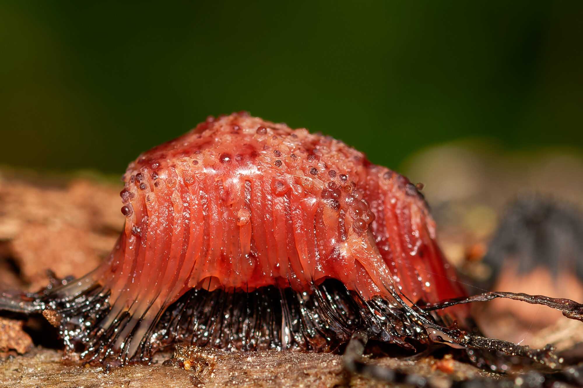 Valokuvaaja: Johan Moraal Valokuvaaja: Johan Moraal