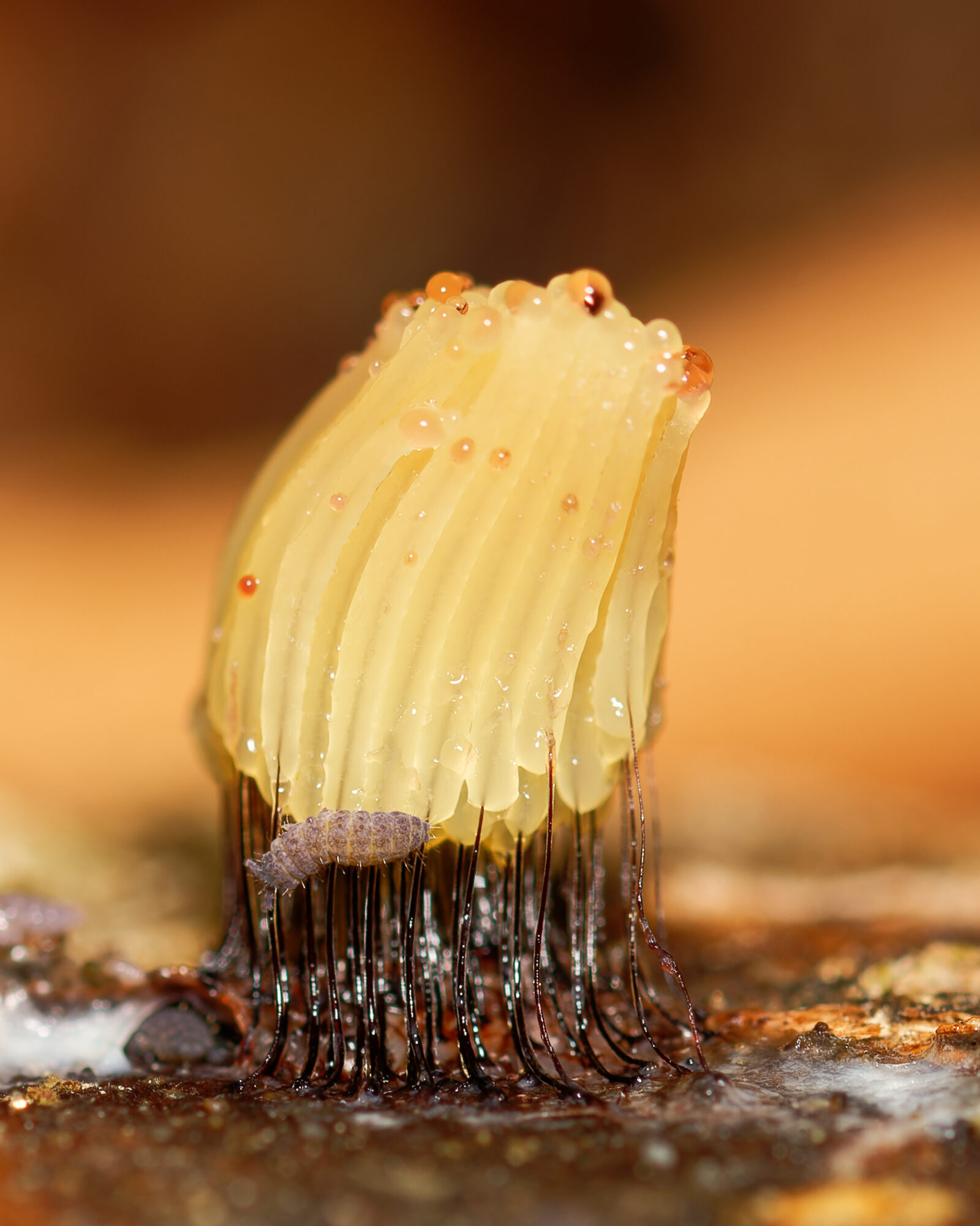 Valokuvaaja: Johan Moraal