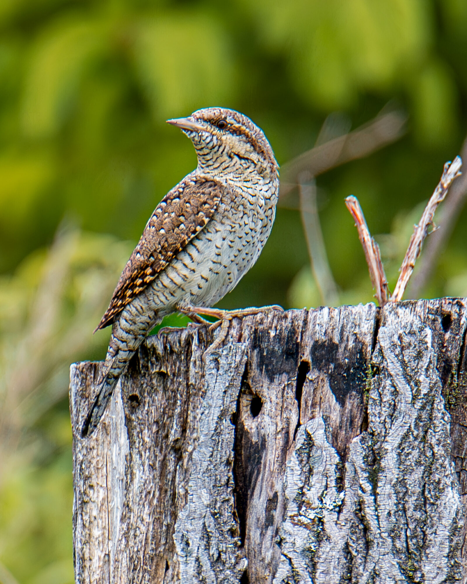 Valokuvaaja: Raimo Ahonen