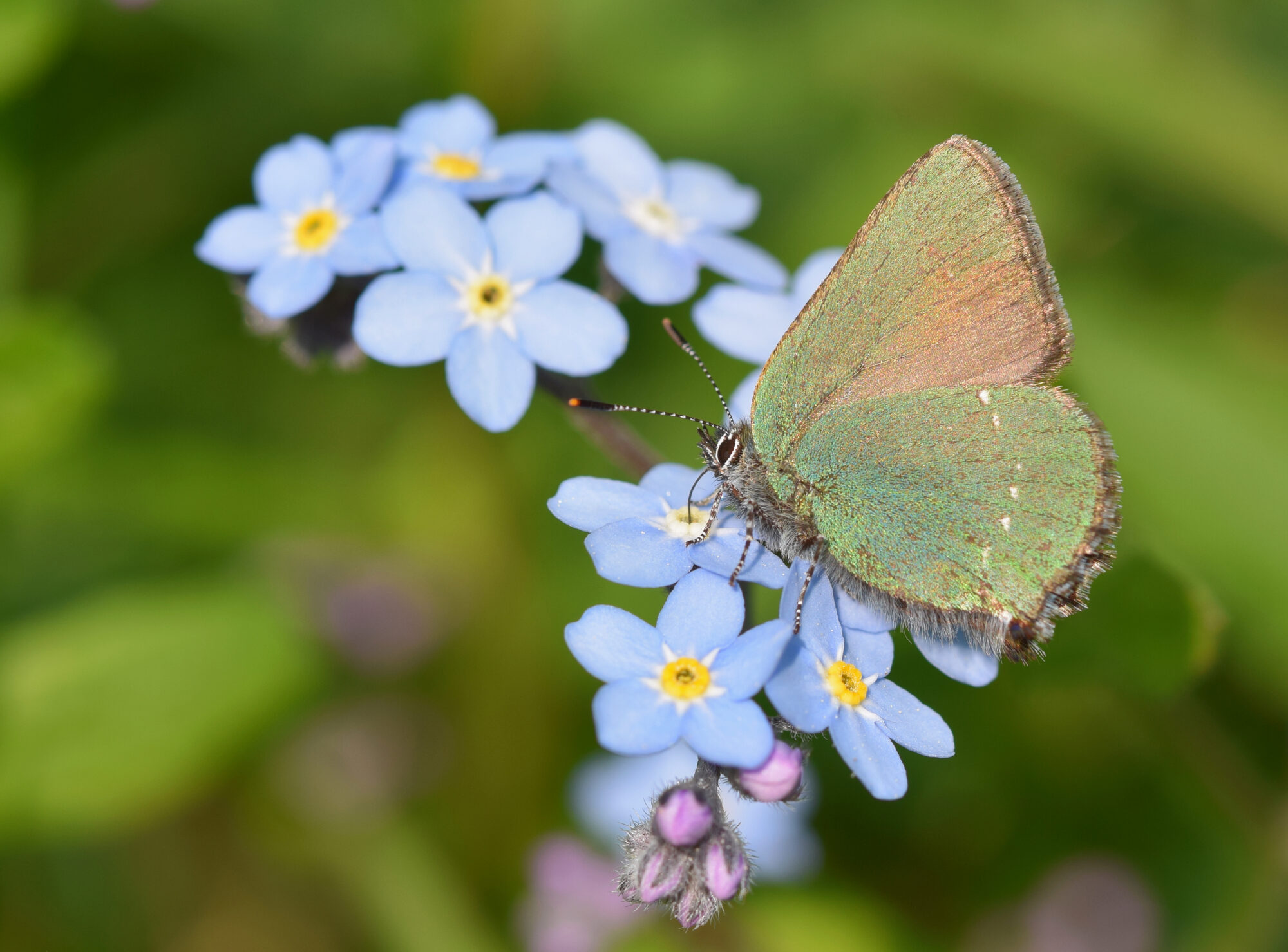 Valokuvaaja: Päivi Kiiskinen-Mustonen