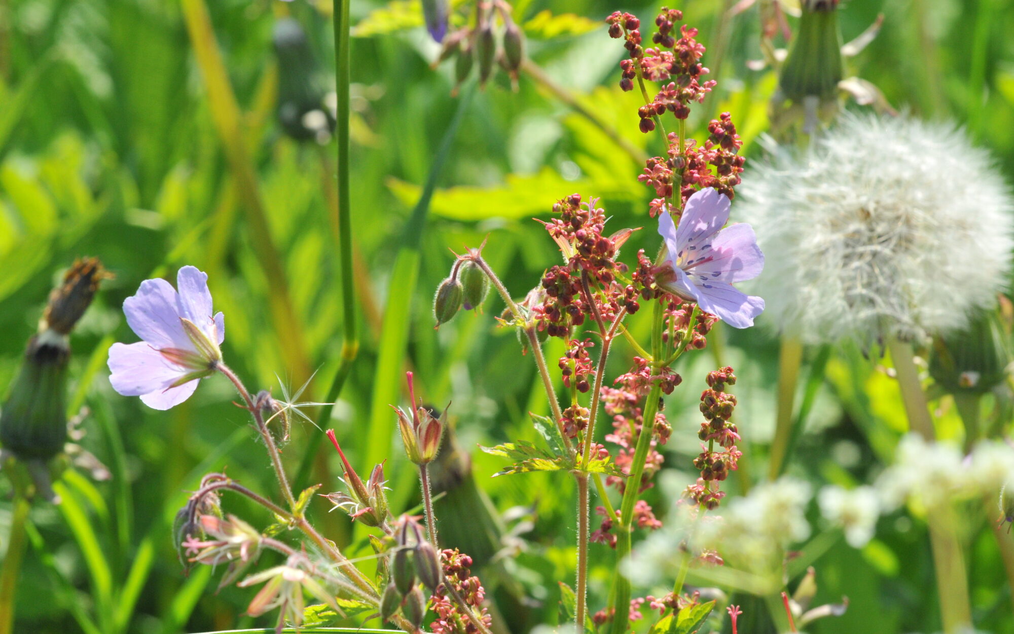 Valokuvaaja: Kaarlo Asikainen