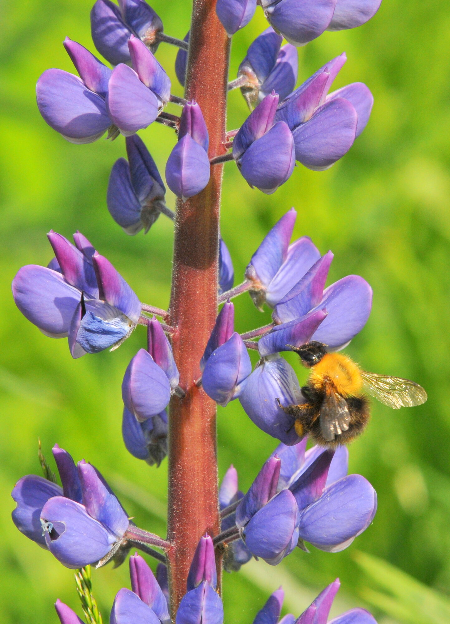 Valokuvaaja: Kaarlo Asikainen