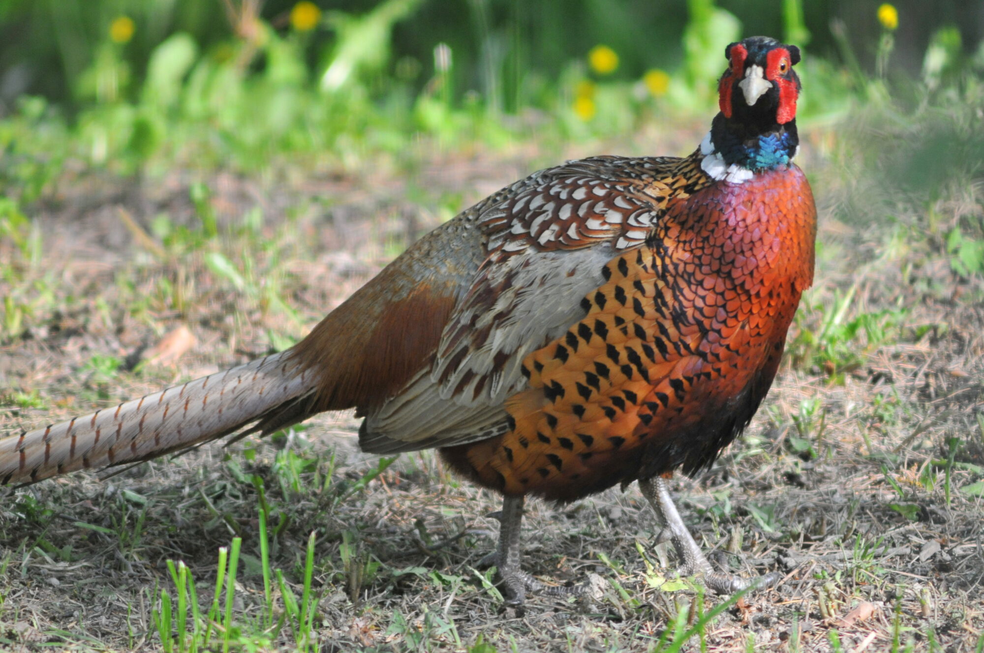 Valokuvaaja: Kaarlo Asikainen