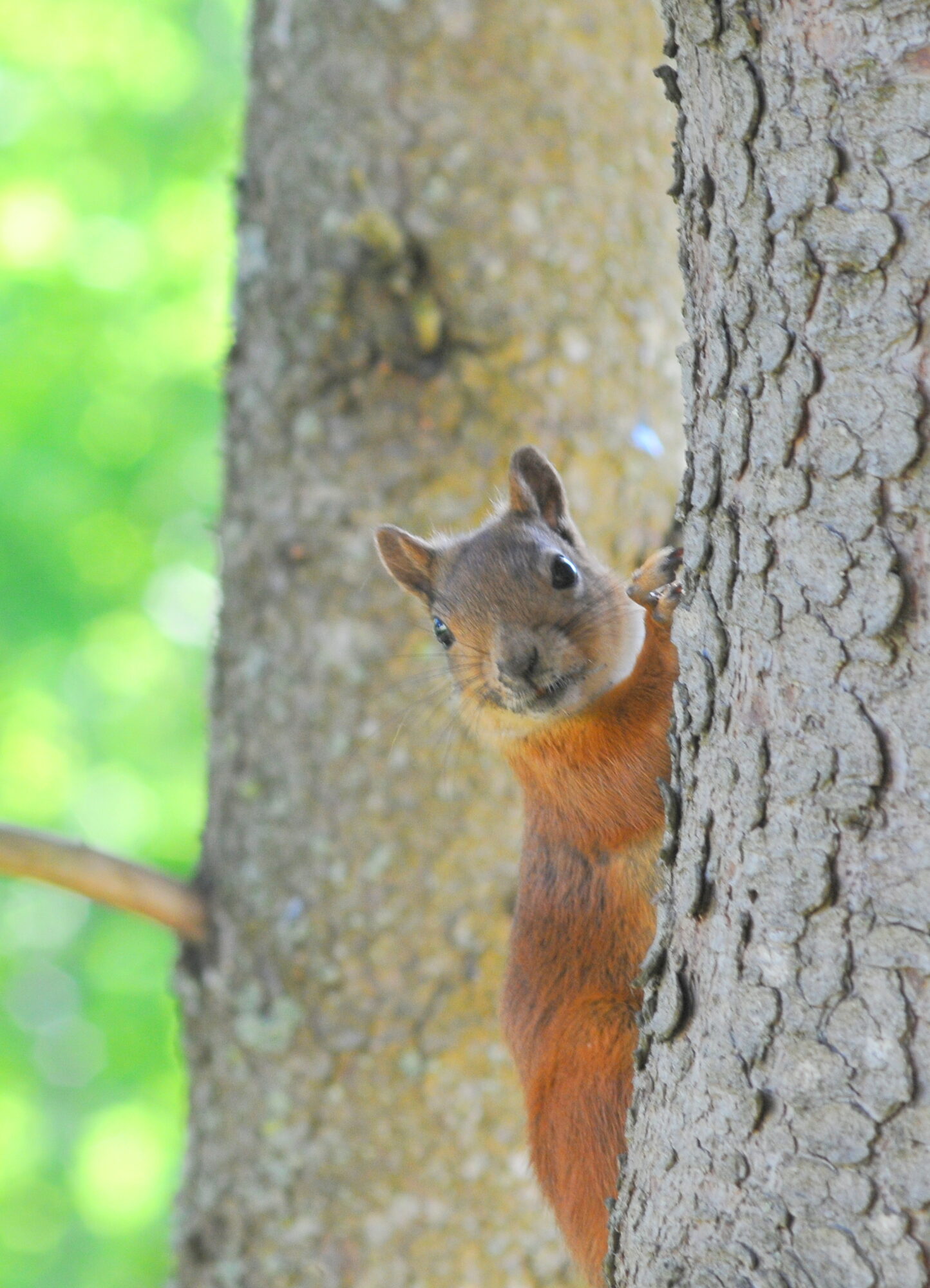 Valokuvaaja: Kaarlo Asikainen