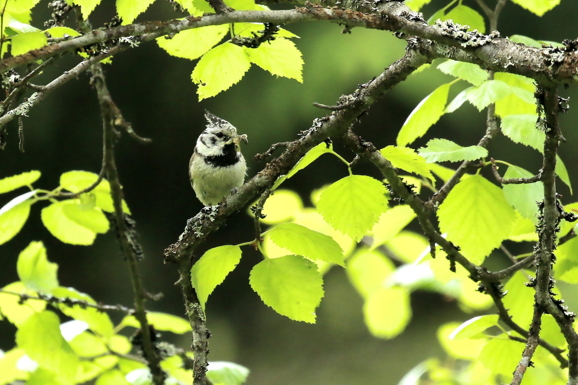 Valokuvaaja: Antero Tykkyläinen