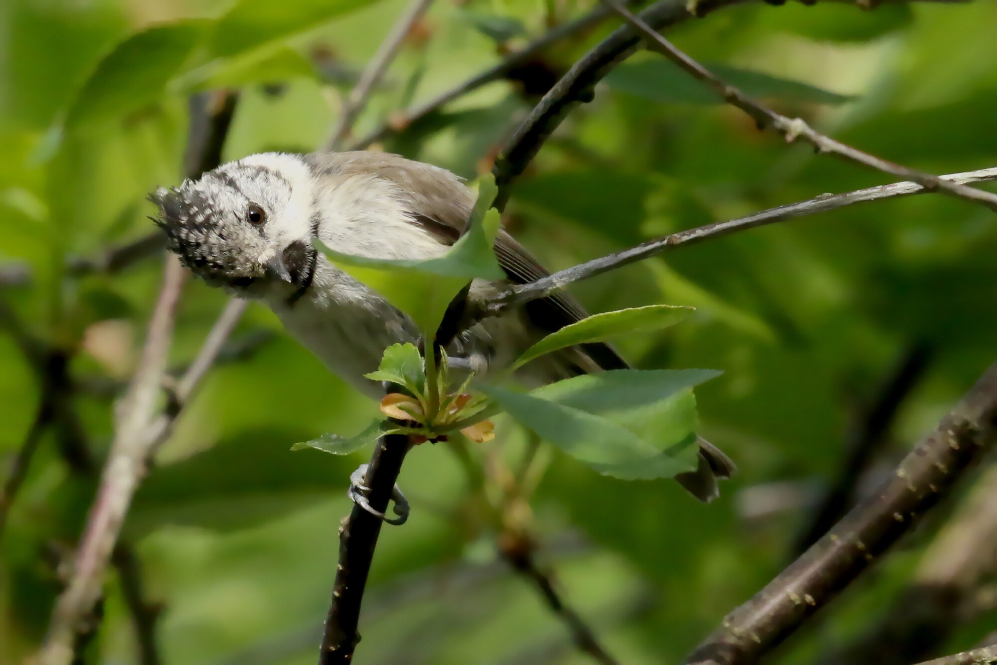 Valokuvaaja: Antero Tykkyläinen
