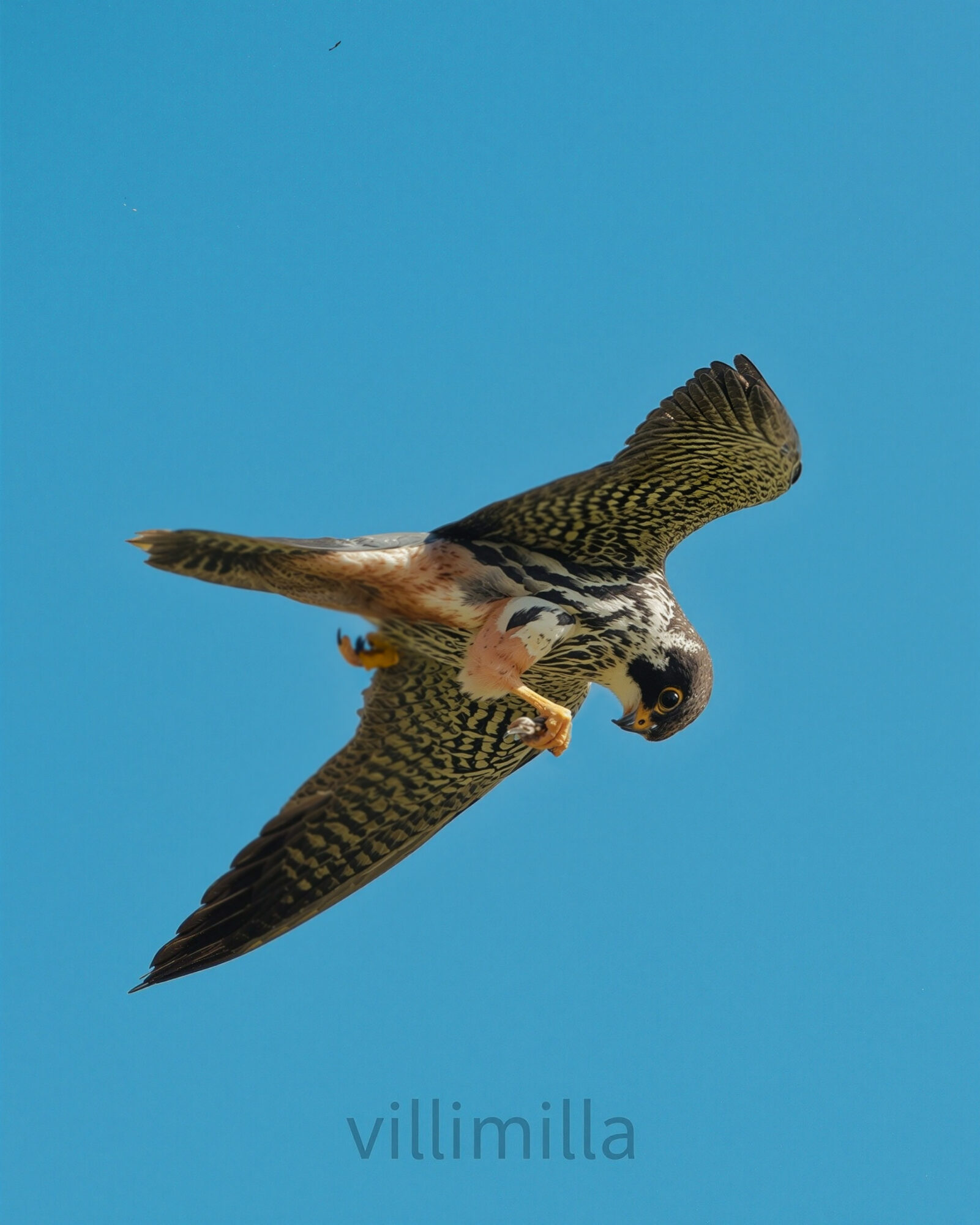 Valokuvaaja: Milla Rannila