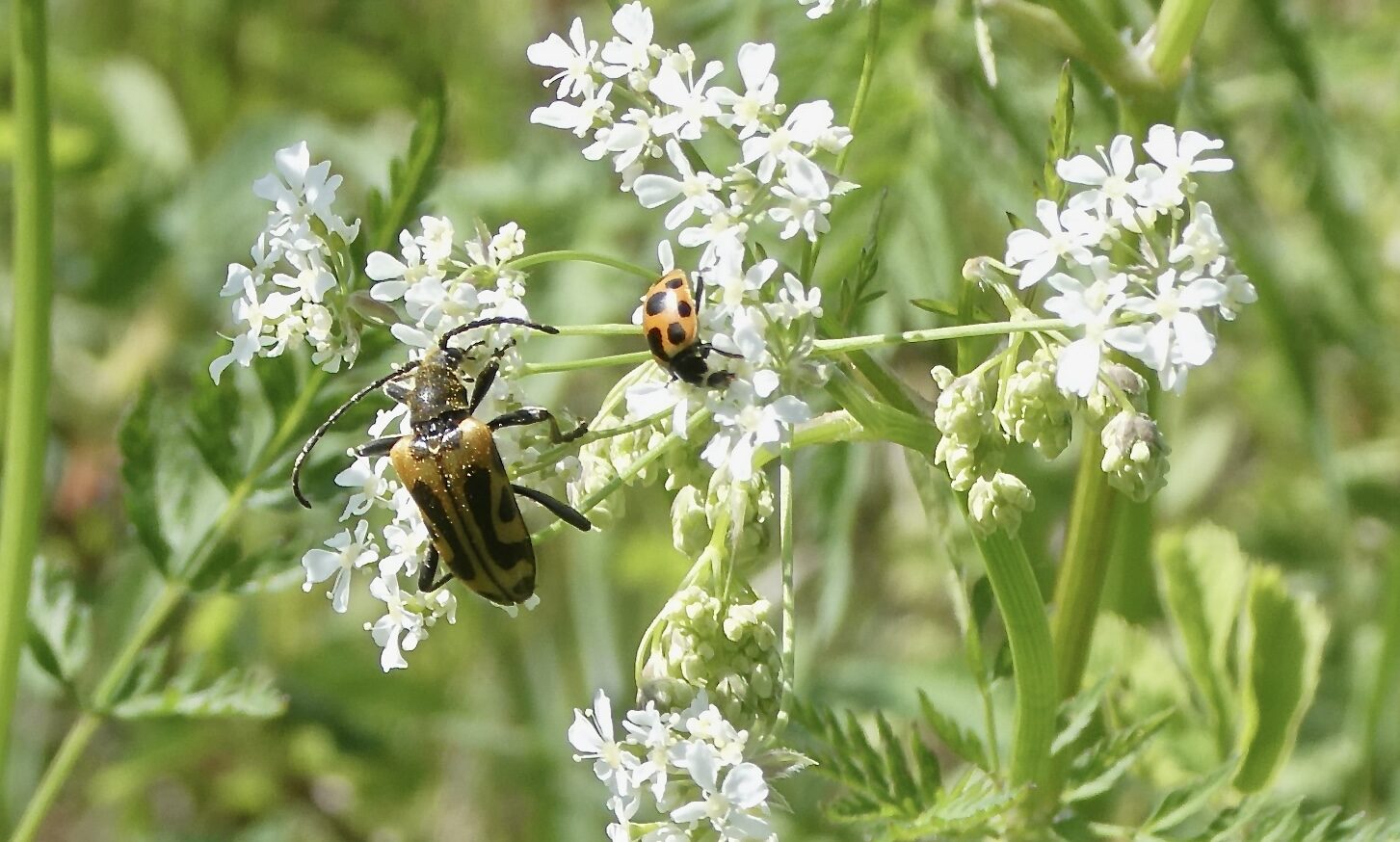 Valokuvaaja: Liisa Niiva-Korpela