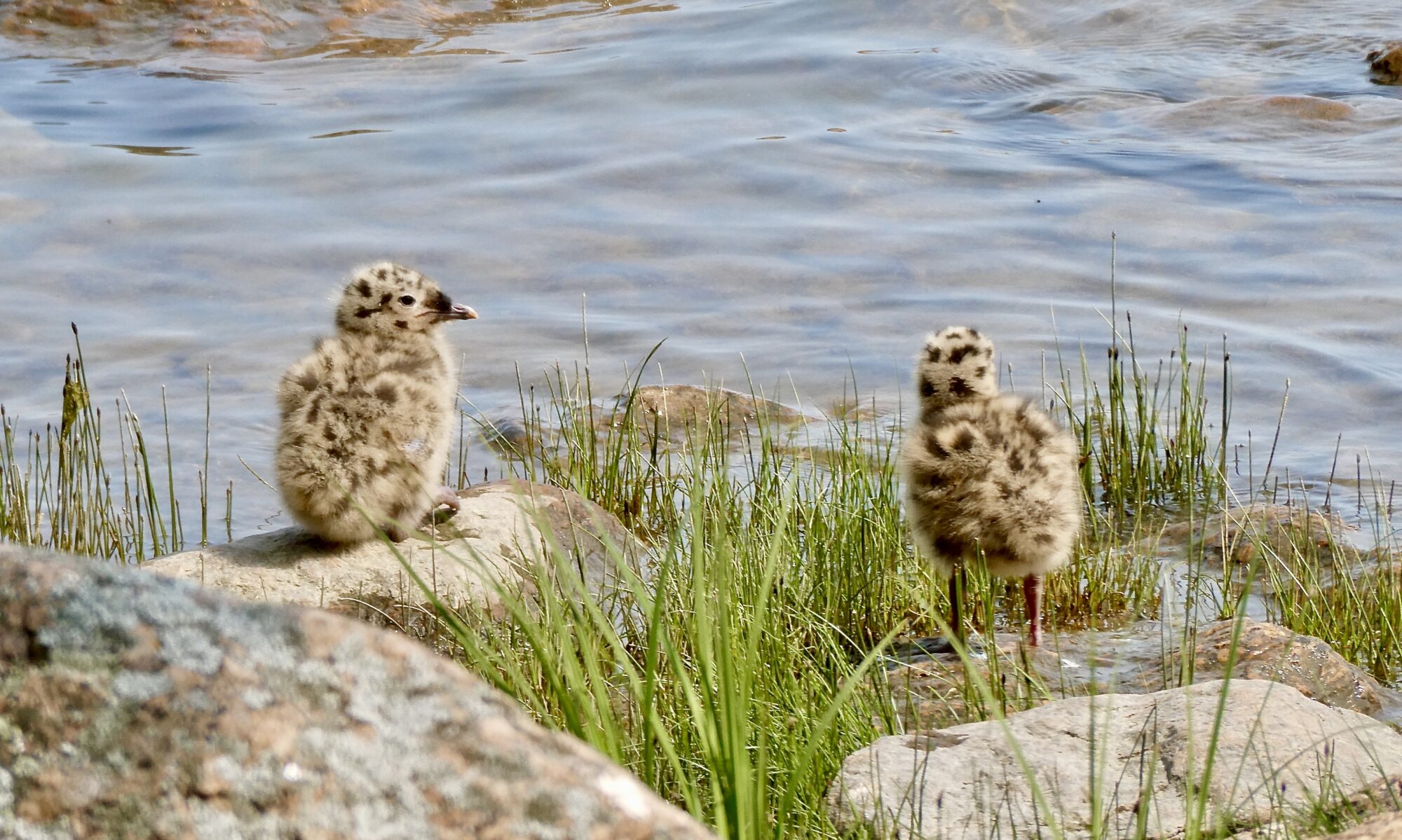 Valokuvaaja: Liisa Niiva-Korpela