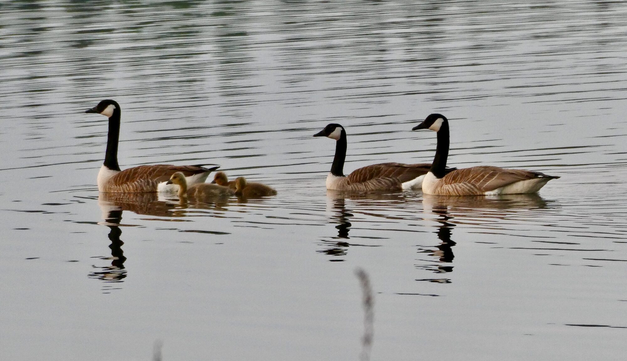 Valokuvaaja: Liisa Niiva-Korpela