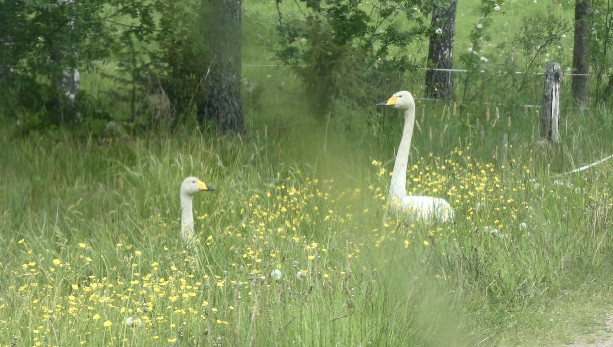 Valokuvaaja: Liisa Niiva-Korpela