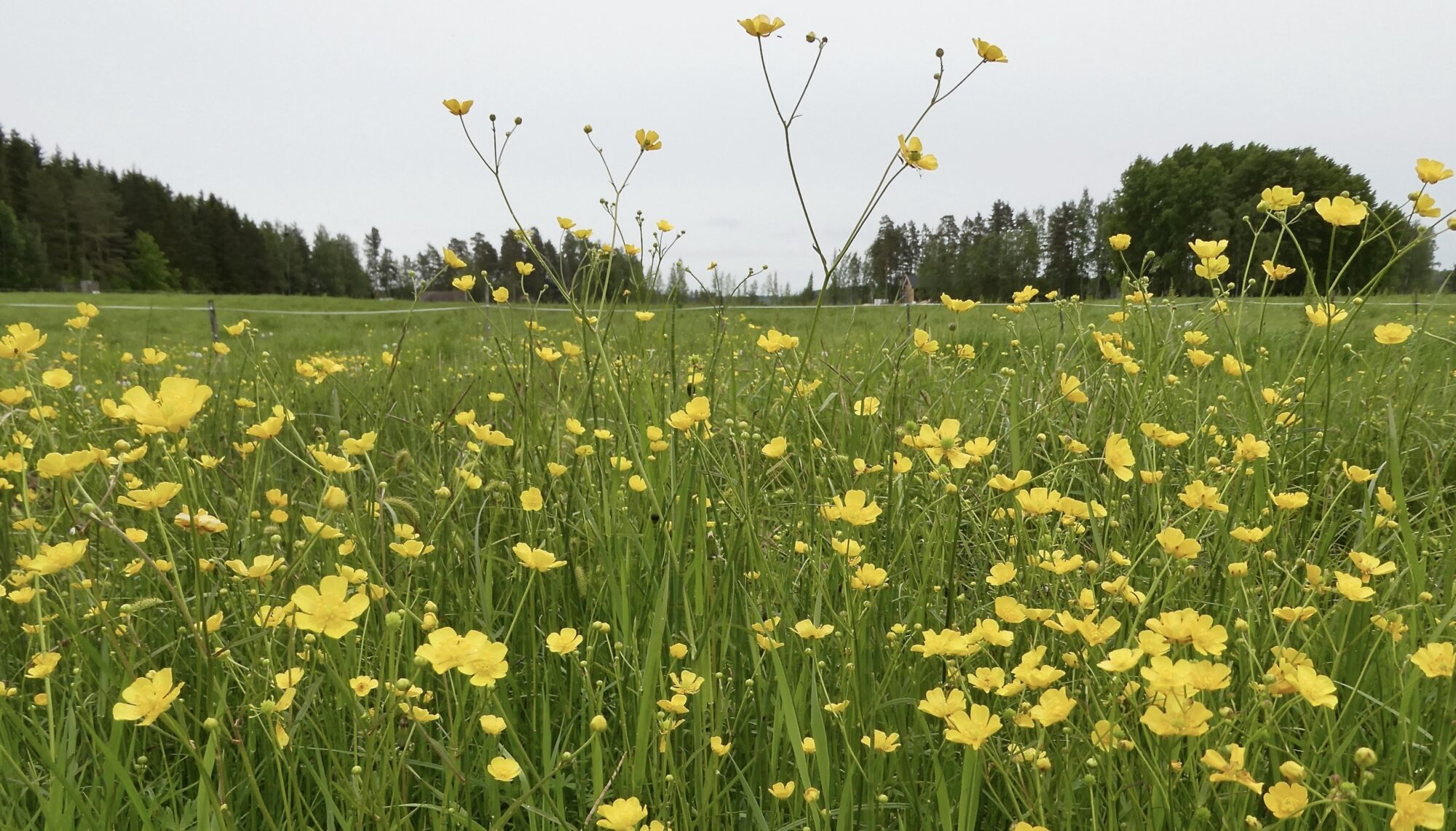 Valokuvaaja: Liisa Niiva-Korpela