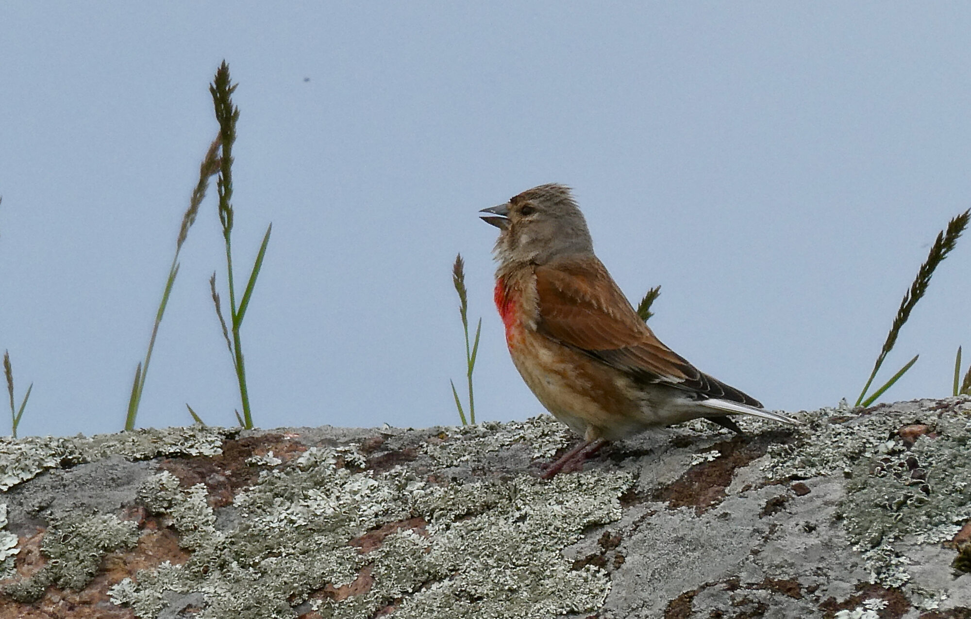 Valokuvaaja: Liisa Niiva-Korpela