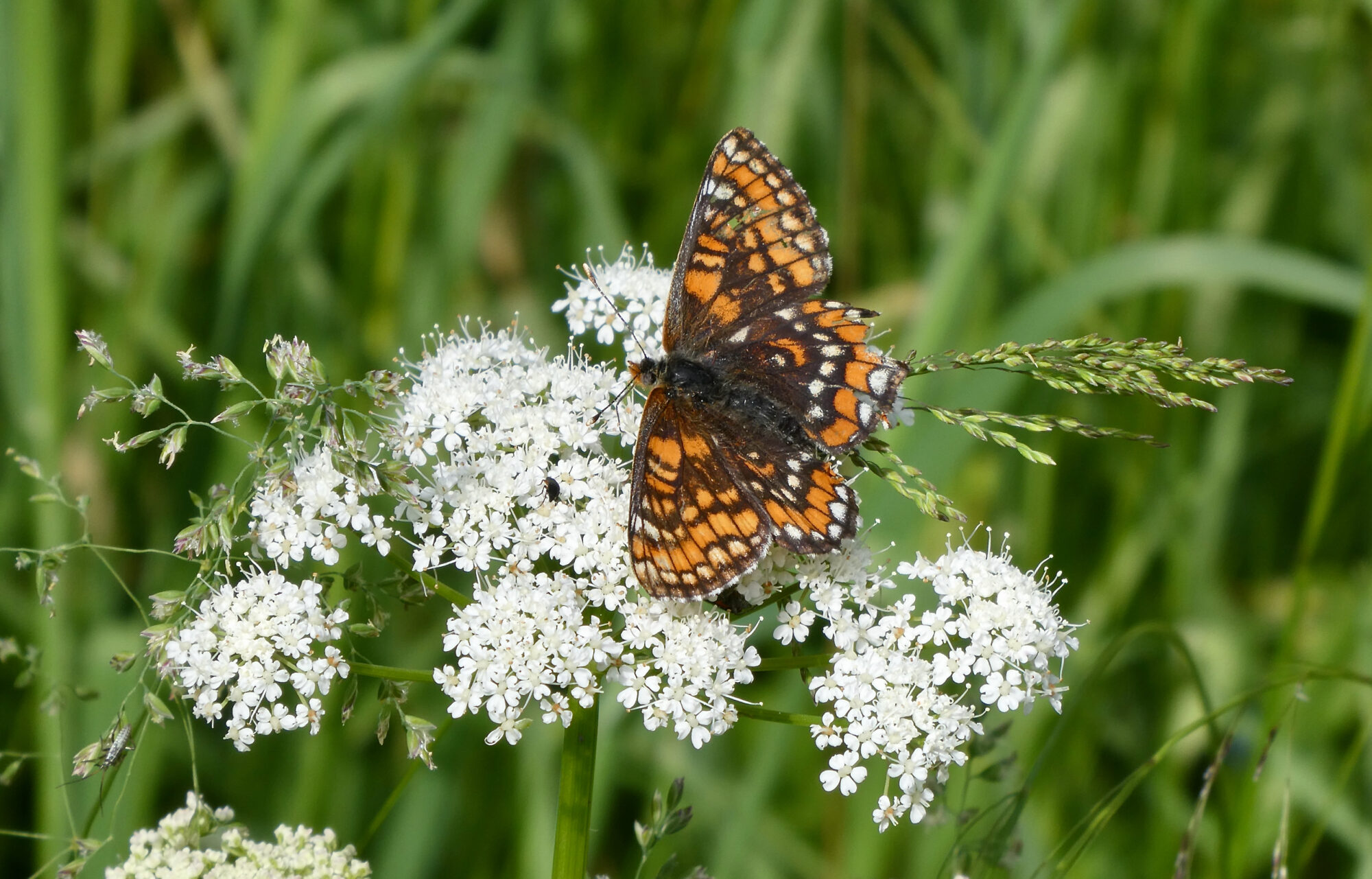 Valokuvaaja: Liisa Niiva-Korpela Valokuvaaja: Liisa Niiva-Korpela