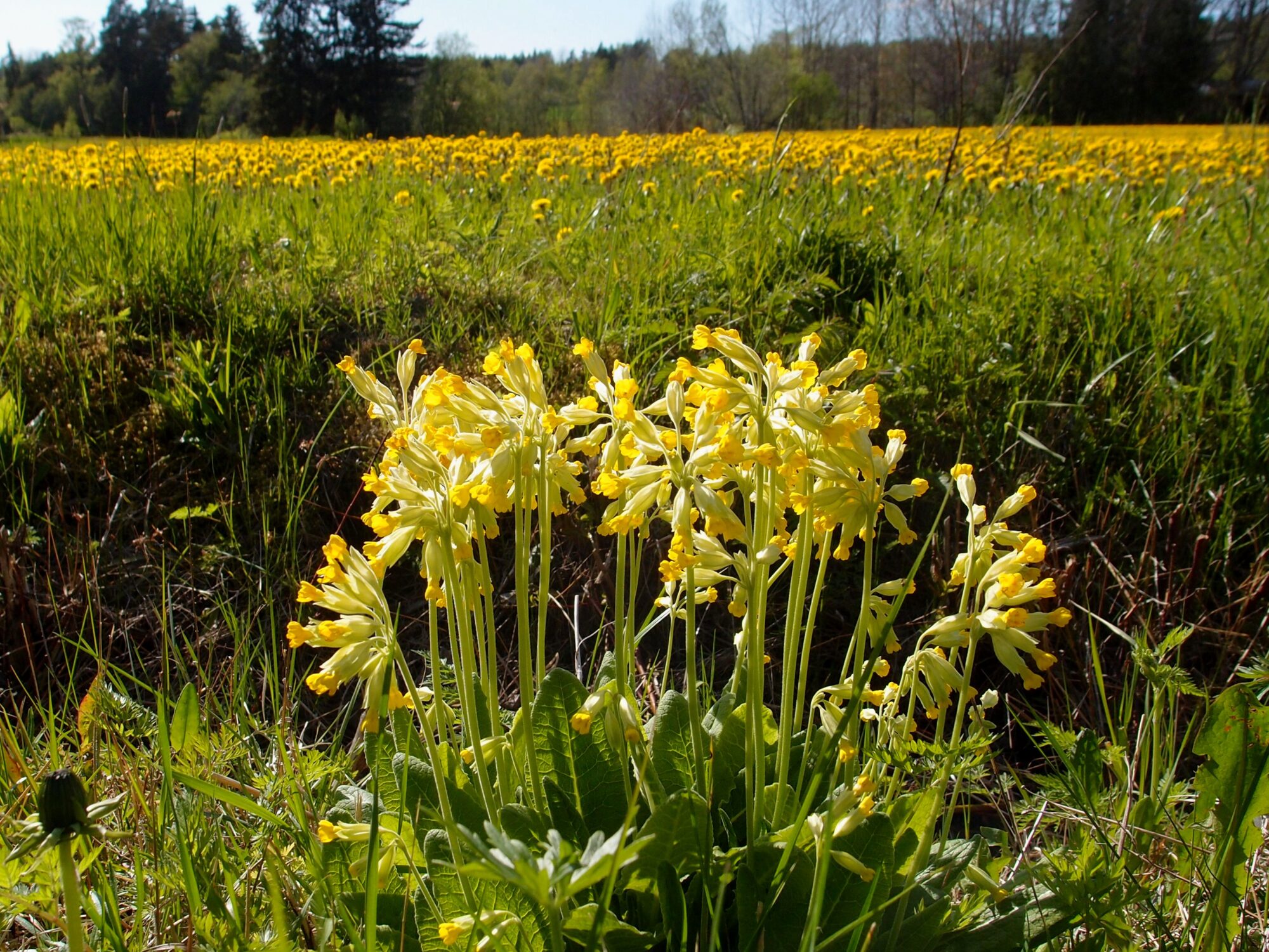 Valokuvaaja: Risto Kangassalo