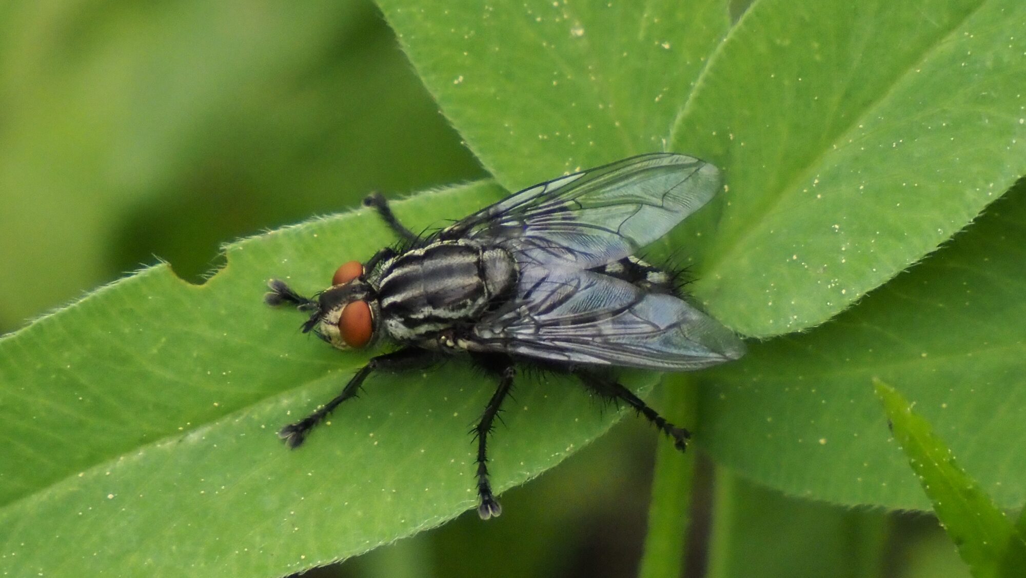 Valokuvaaja: Arja Valtonen