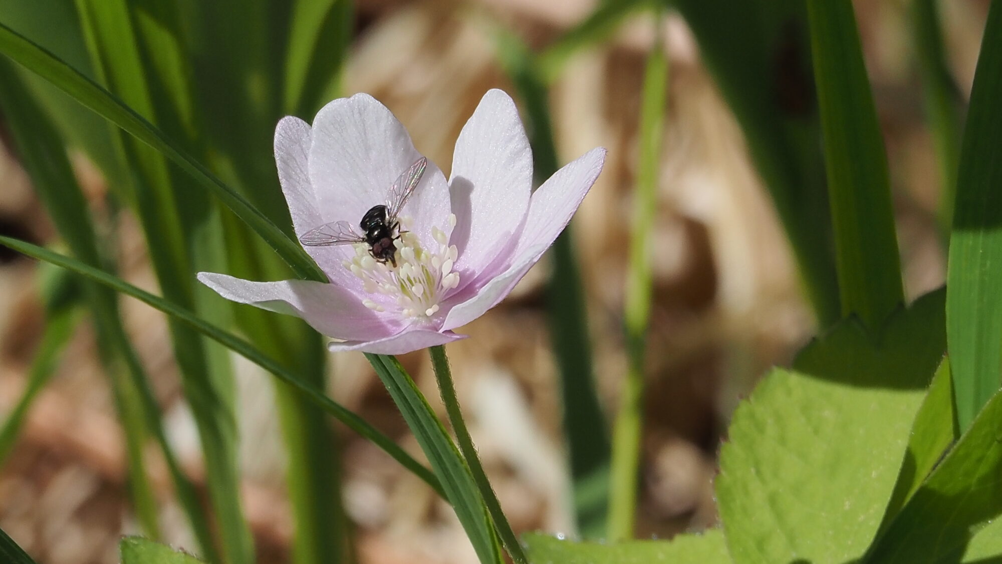 Valokuvaaja: Arja Valtonen