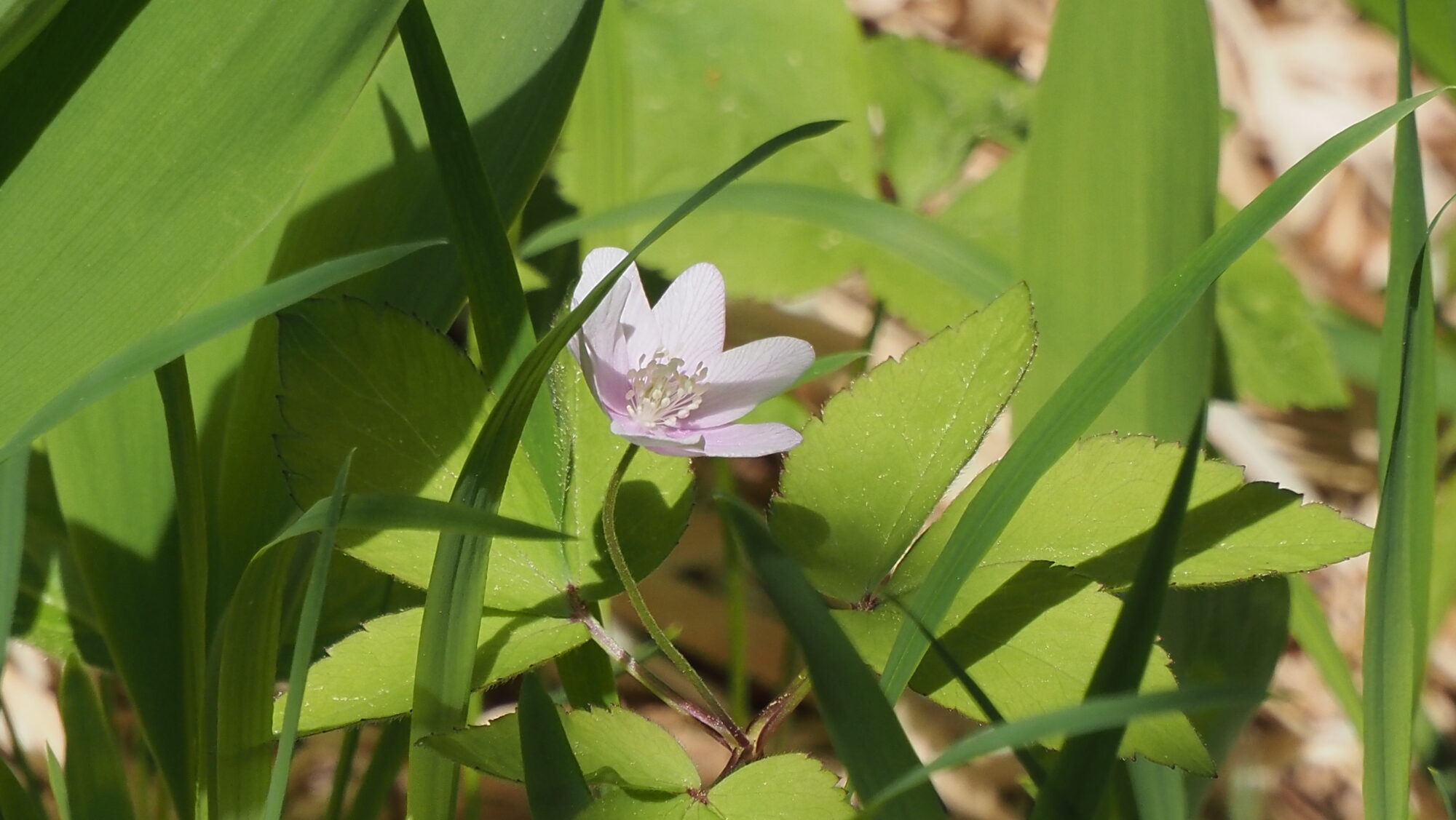 Valokuvaaja: Arja Valtonen