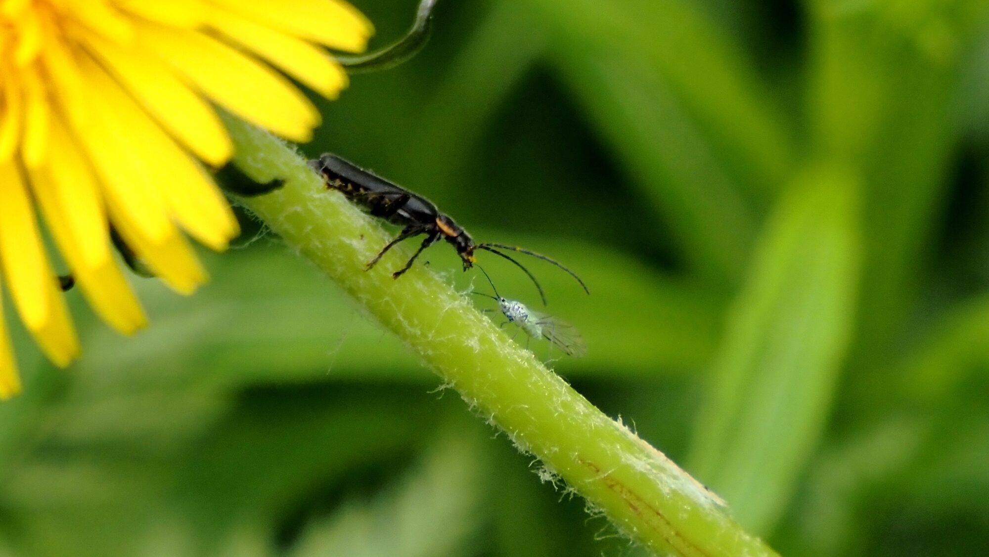 Valokuvaaja: Arja Valtonen