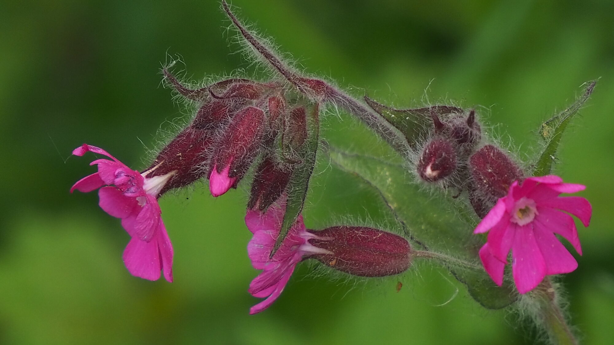 Valokuvaaja: Martti Valtonen