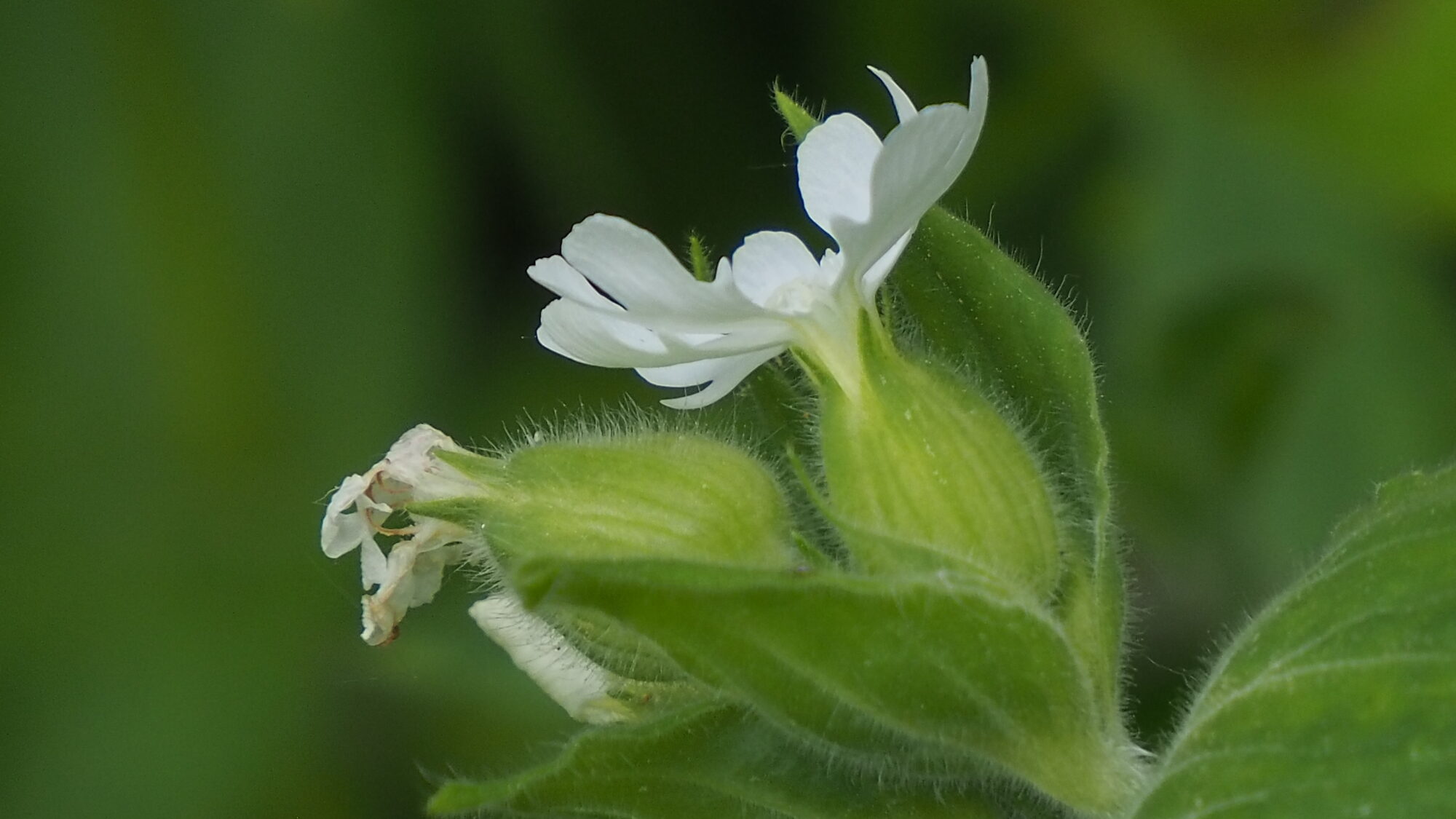 Valokuvaaja: Martti Valtonen