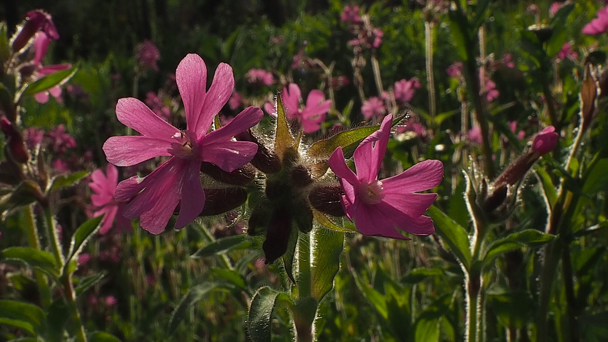 Valokuvaaja: Martti Valtonen