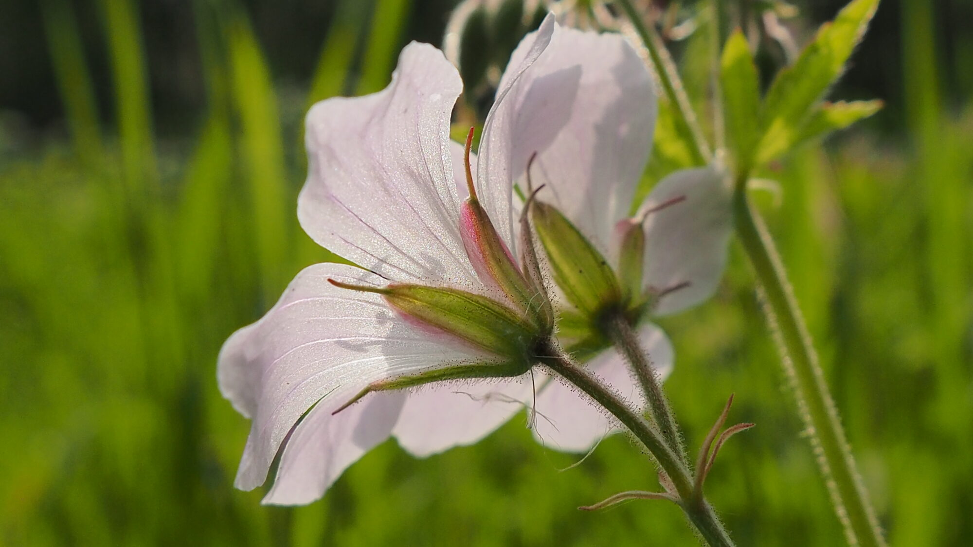 Valokuvaaja: Martti Valtonen